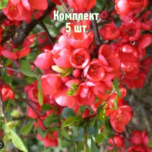 Комплект 5шт / Айва японская Симони
