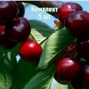 Комплект 5шт / Черешня Веда: фото и описание