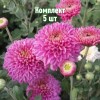 Комплект 5шт / Хризантема Бленда Пурпле: фото и описание
