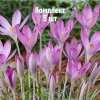 Комплект 5шт / Крокус Томазини Розеус: фото и описание