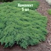 Комплект 5шт / Можжевельник казацкий Рокери Джем: фото и описание
