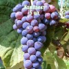 Комплект 5шт / Виноград Башкирский: фото и описание