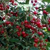 Комплект 5шт / Вишня Мелодия: фото и описание