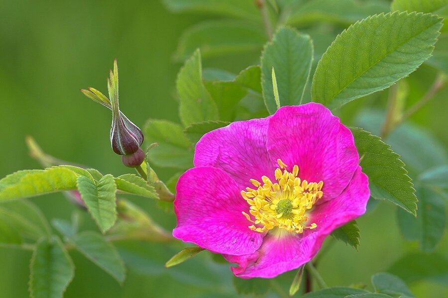 Шиповник майский. Шиповник Майский (Rosa Majalis). Шиповник коричный ( роза коричная). Шиповник Майский коричный. Роза Майская (шиповник Майский),.